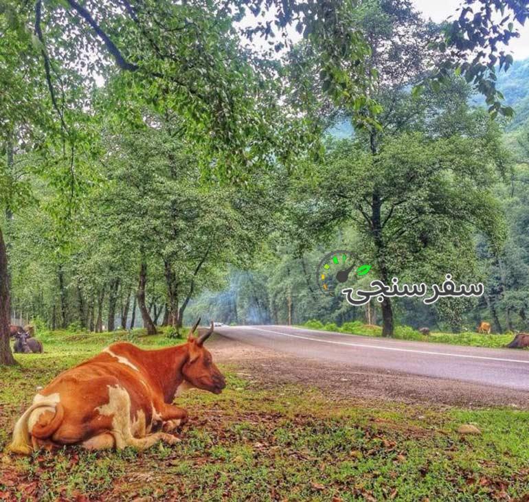 تور آبگرم فلکده جنگل سه هزار ساحل خزر -گروه طبیعت گردی خانواده سبز