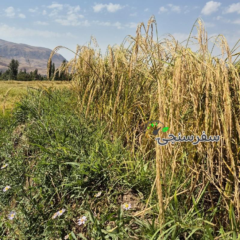 تور برداشت برنج از دل شالیزارهای طلایی الموت