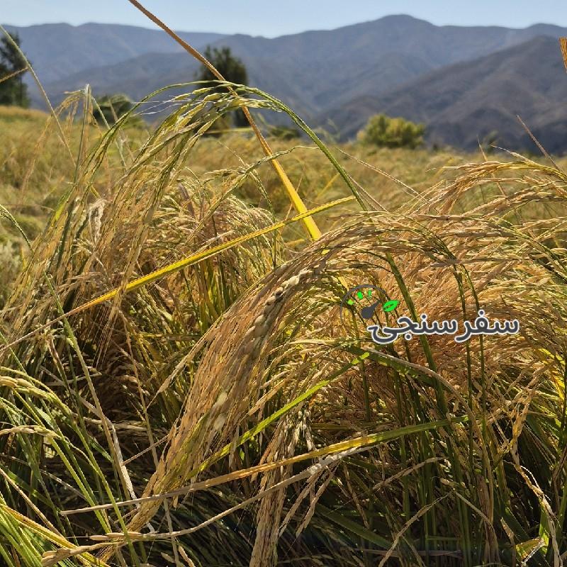 تور برداشت برنج از دل شالیزارهای طلایی الموت