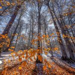 تور ریلی شمال از شیراز