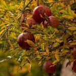 تور برداشت انار (عقدا یزد ) | 2 روزه