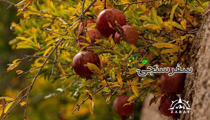 تور برداشت انار (عقدا یزد ) | 2 روزه