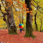 تور ریلی شمال از شیراز