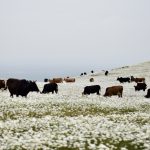 یاسر محمدپرست راهنمای رسمی استان گیلان تالش