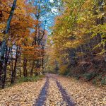 یاسر محمدپرست راهنمای رسمی استان گیلان تالش