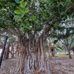 سعید مرادی تورلیدر رسمی و بین‌المللی بوشهر