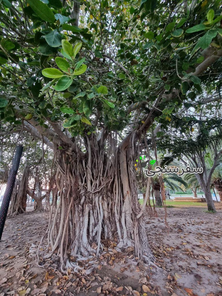 سعید مرادی تورلیدر رسمی و بینالمللی بوشهر