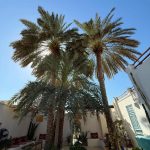 اقامتگاه بومگردی سکنا در پارسیان هرمزگان/