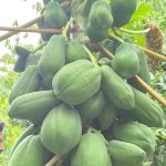 لیدر محلی چابهارسفر