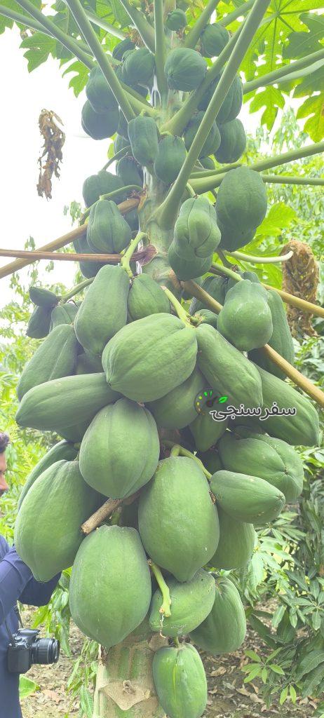 لیدر محلی چابهارسفر