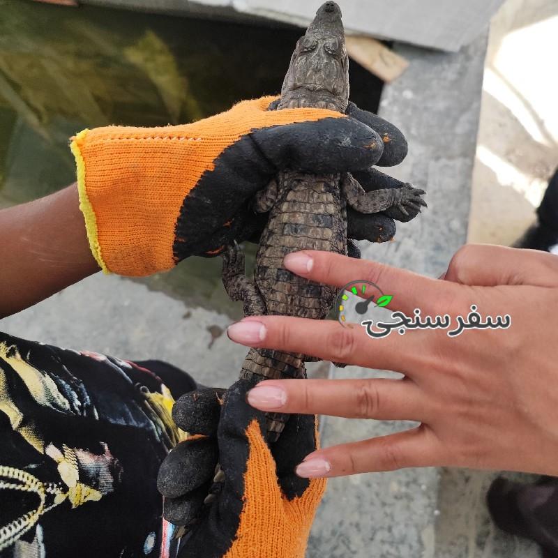 لیدر محلی سعید محسن زاده در چابهار